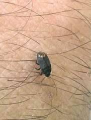 Ochetostethus