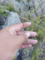 Cleistogenes kitagawae