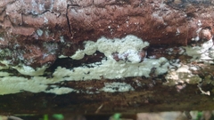 Skeletocutis brevispora