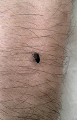 Ochetostethus