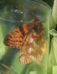 Boloria napaea