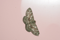 Ophthalmitis herbidaria