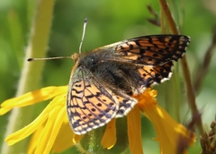 Boloria napaea