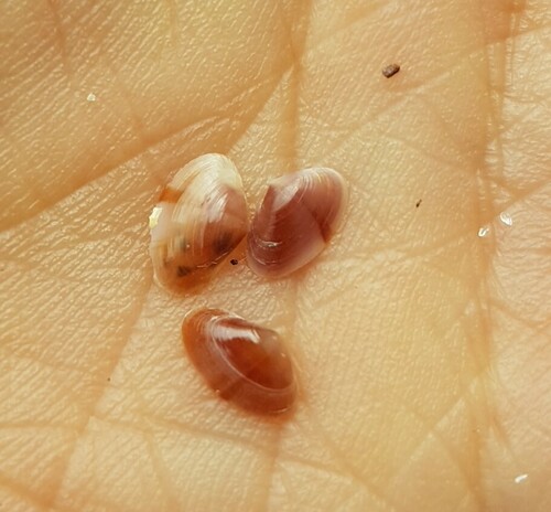 Representative image of Ervilia castanea