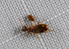 Corylophidae