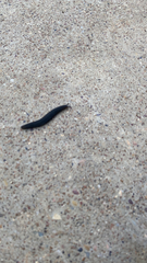 Belocaulus angustipes