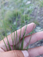 Helictotrichon desertorum