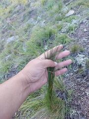 Helictotrichon desertorum