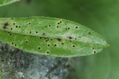 Puccinia punctata