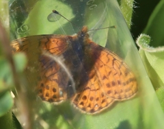 Boloria napaea