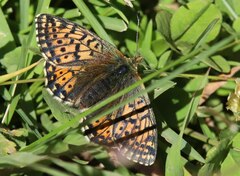 Boloria napaea