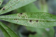 Puccinia punctata
