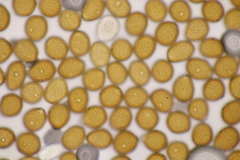 Puccinia punctata