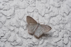 Maxates hemitheoides-lactipuncta-microdonta