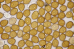 Puccinia punctata