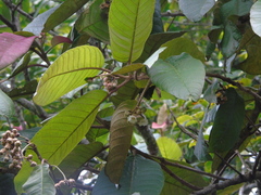 Saurauia bracteosa