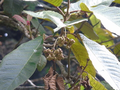 Saurauia bracteosa
