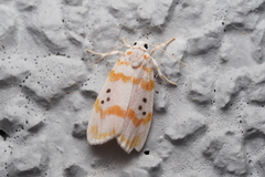 Cyana interrogationis