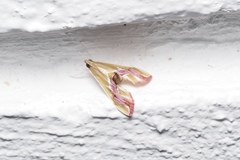 Agathodes ostentalis