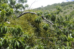 Phoradendron carneum