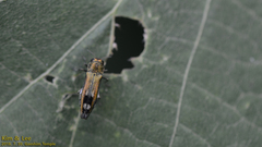 Agrilus chujoi