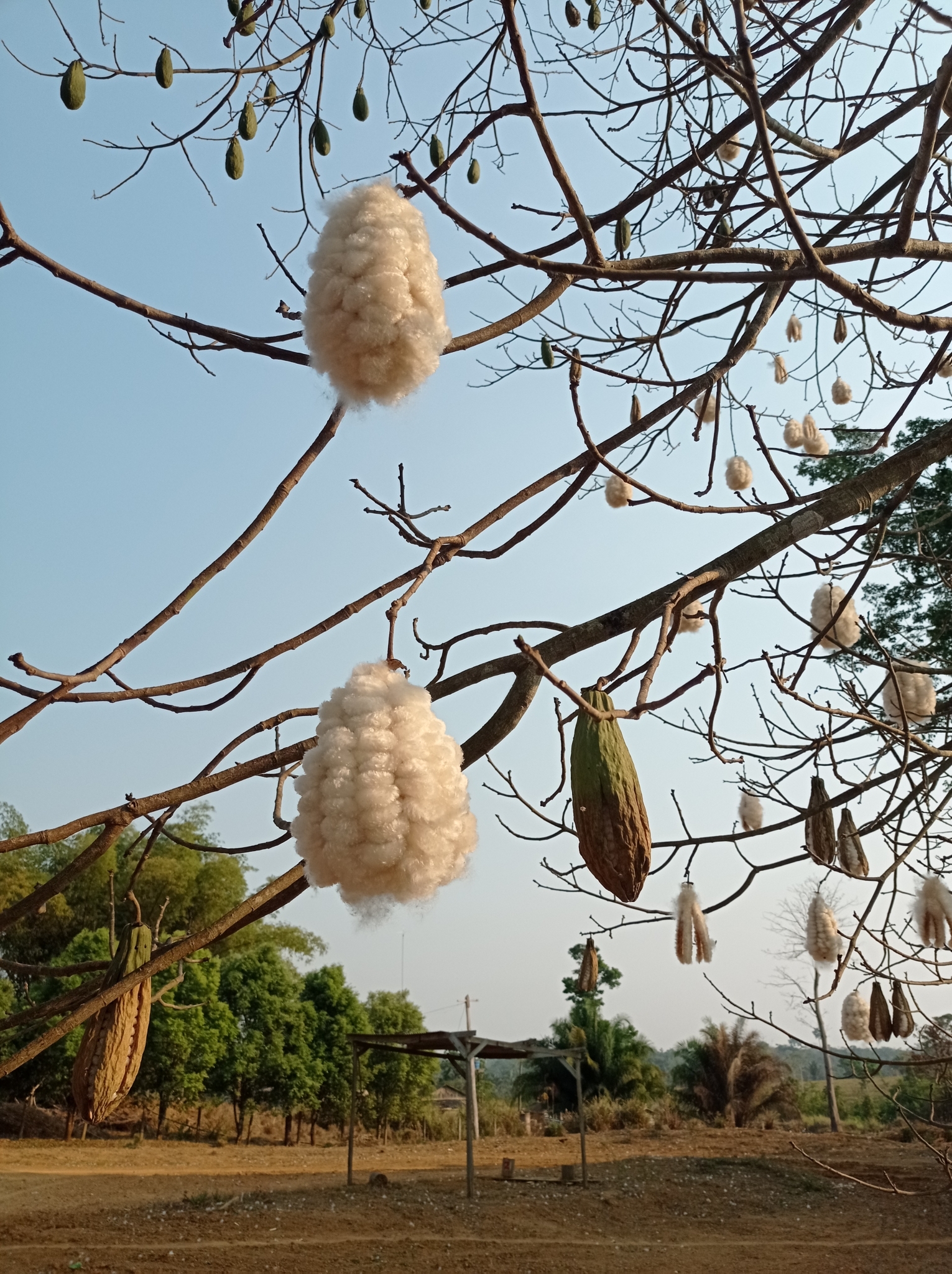 Ceiba speciosa