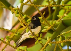 Sporophila nigricollis