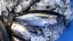 Thunnus atlanticus