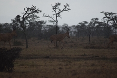 Alcelaphus buselaphus