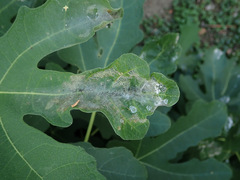 Choreutis nemorana