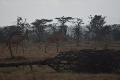 Alcelaphus buselaphus