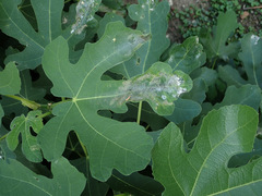 Choreutis nemorana