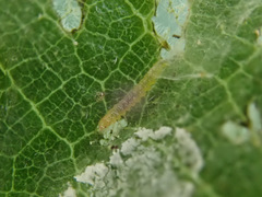 Choreutis nemorana