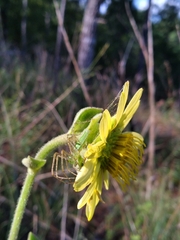 Silphium glutinosum