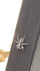 Menemerus bivittatus