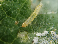 Choreutis nemorana