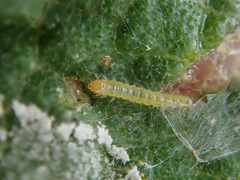 Choreutis nemorana