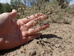 Eriogonum baileyi baileyi