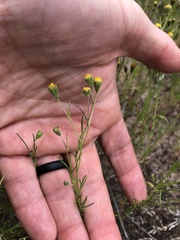 Picradeniopsis multiflora