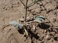 Eriogonum baileyi baileyi