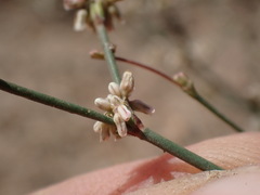 Eriogonum baileyi baileyi