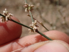 Eriogonum baileyi baileyi