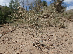 Eriogonum baileyi baileyi