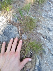 Rhynchospora thornei