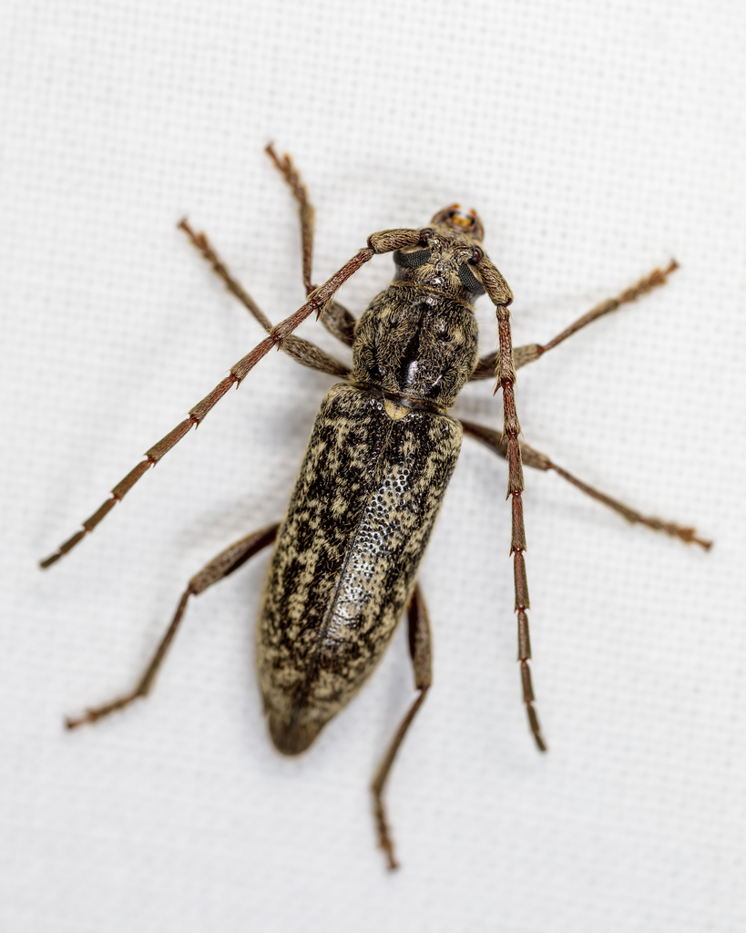 Parelaphidion aspersum