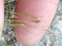 Rhynchospora thornei