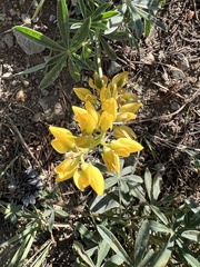 Lupinus croceus