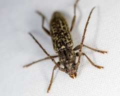 Parelaphidion aspersum