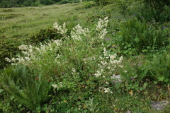 Koenigia panjutinii