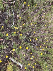 Picradeniopsis multiflora